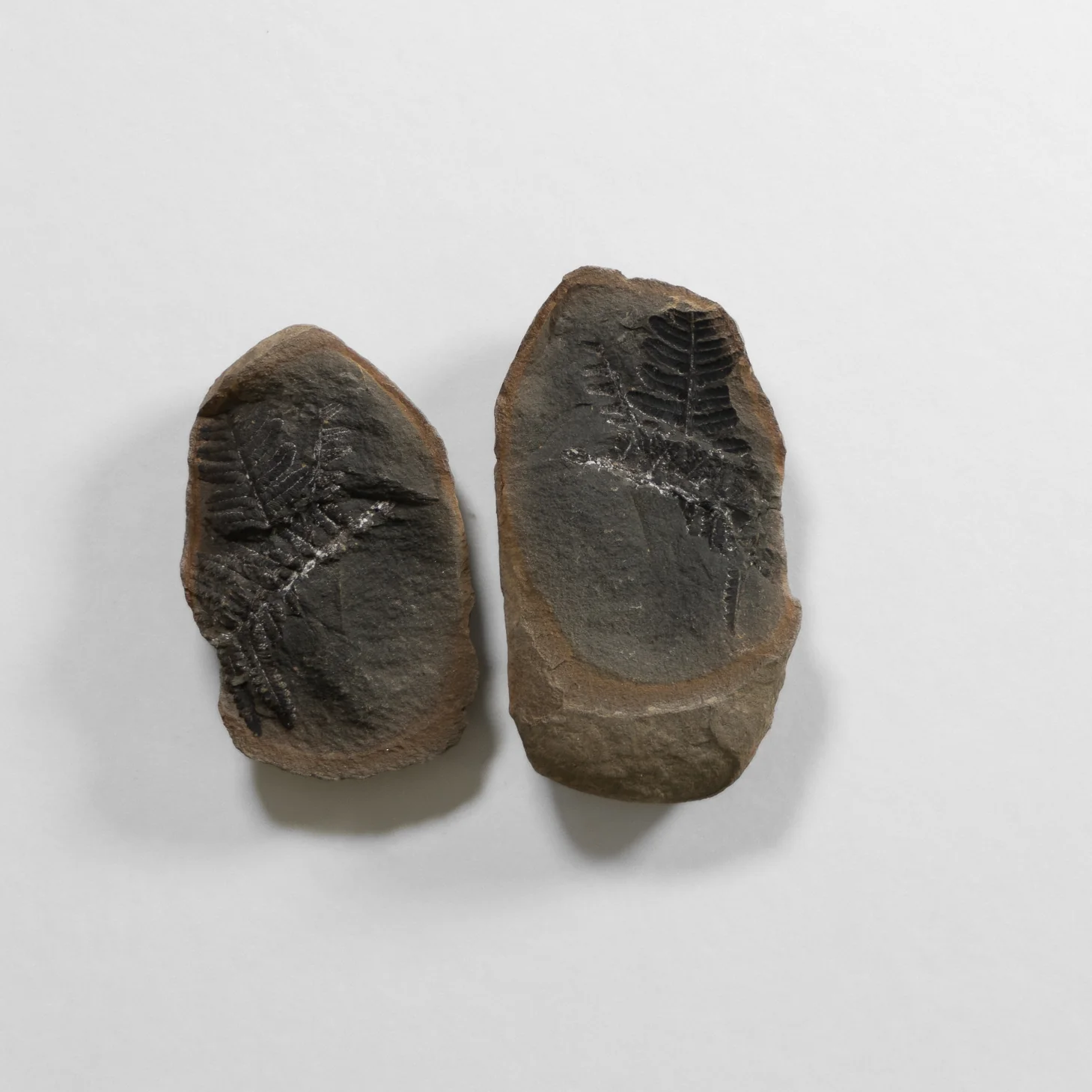 Fern Fossil - Image 3