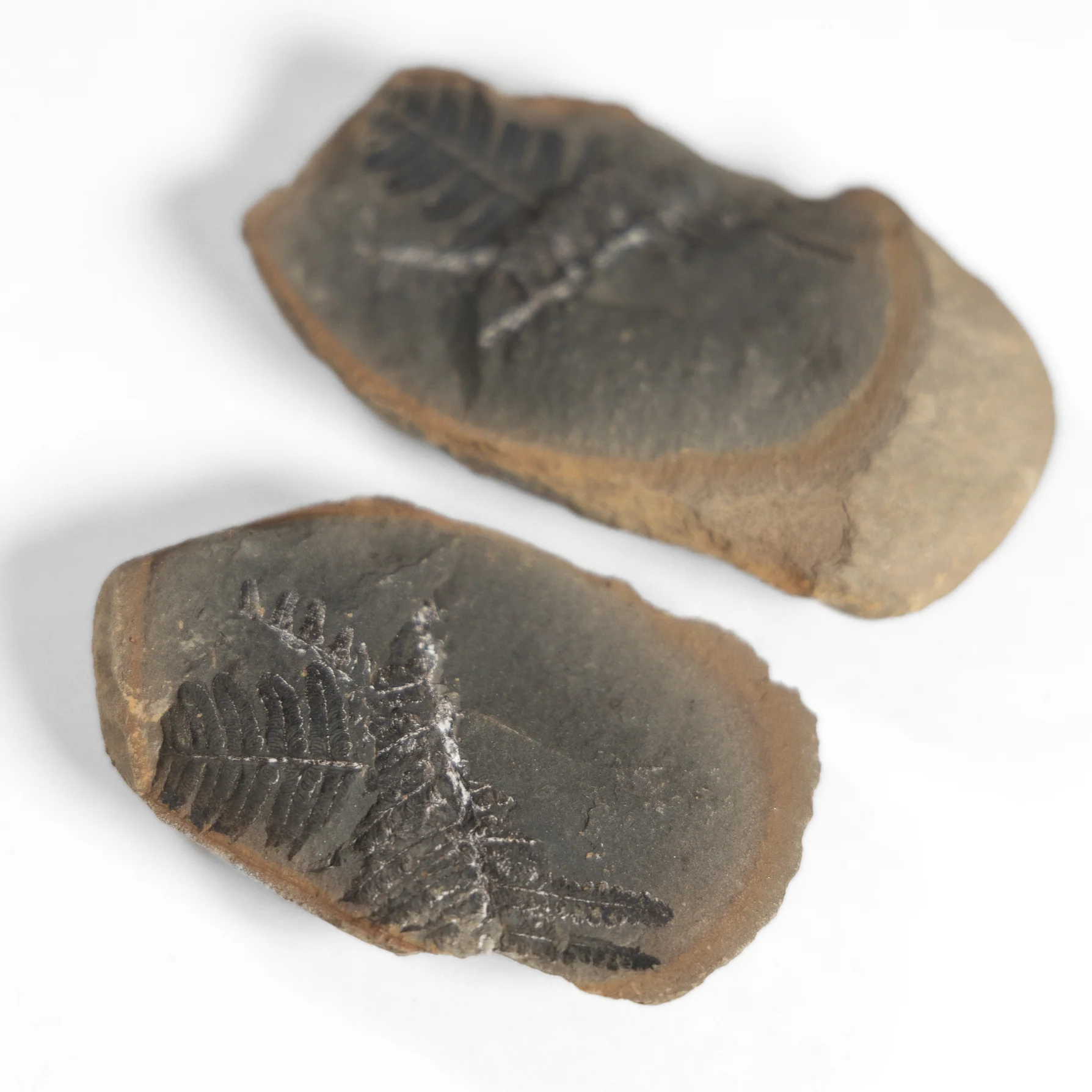 Fern Fossil - Image 4