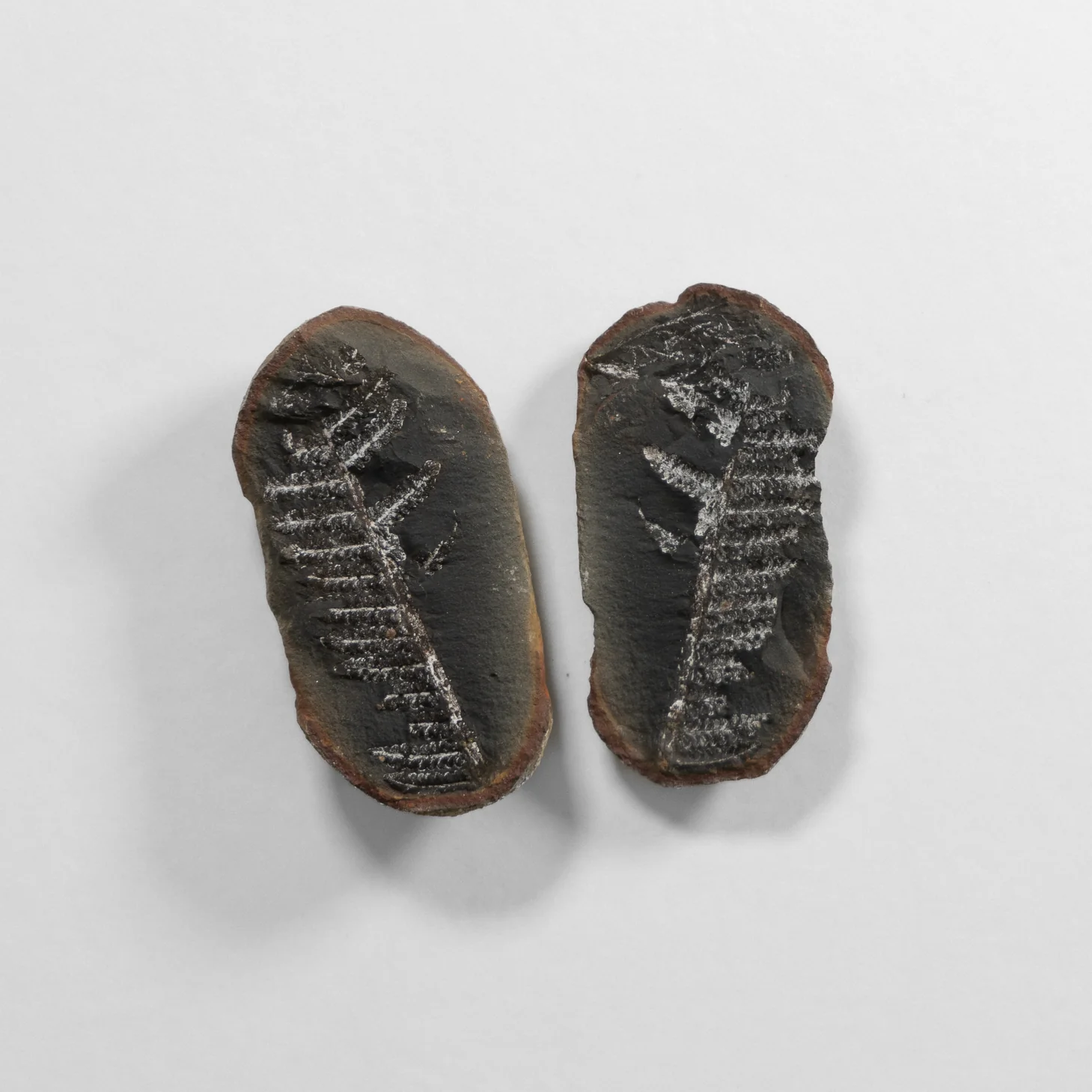 Fern Fossil - Image 6